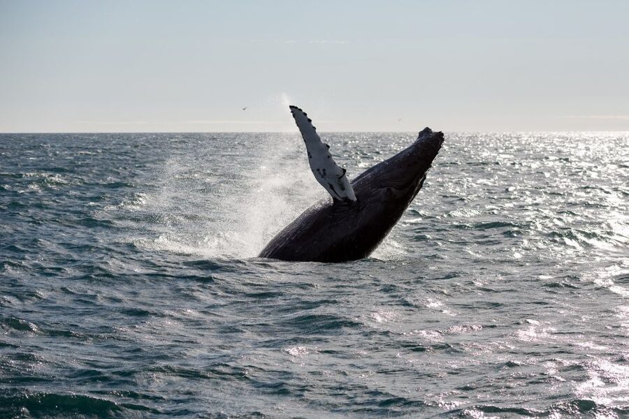 Reykjavik: Whale Watching & Northern Lights Combo Cruise - What the boat setup means in cold weather