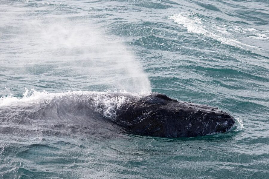 Reykjavik: Whale Watching & Northern Lights Combo Cruise - The long break in Reykjavik