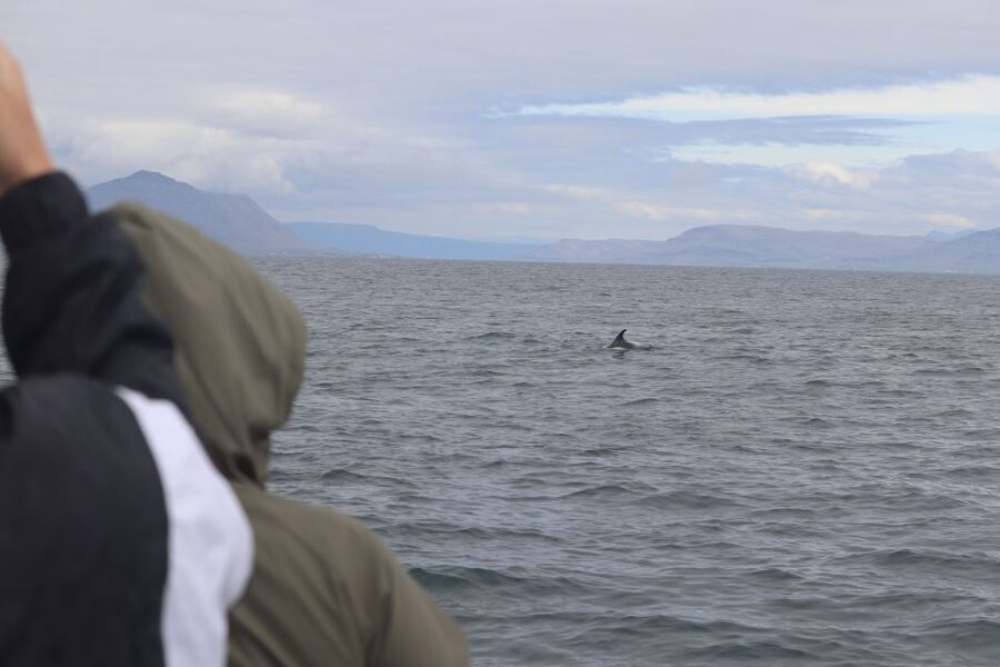 Reykjavik: Whale Watching & Northern Lights Combo Cruise - Returning after dark for the northern lights