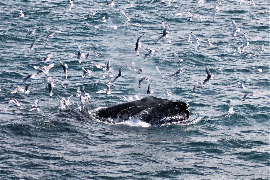 Reykjavik: Whale Watching & Northern Lights Combo Cruise - How reliable are the sightings?