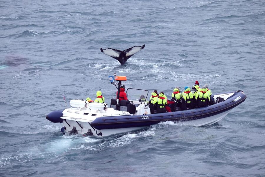 Reykjavik: Whale Watching Tour by RIB Boat - Who should book this Reykjavik whale tour?