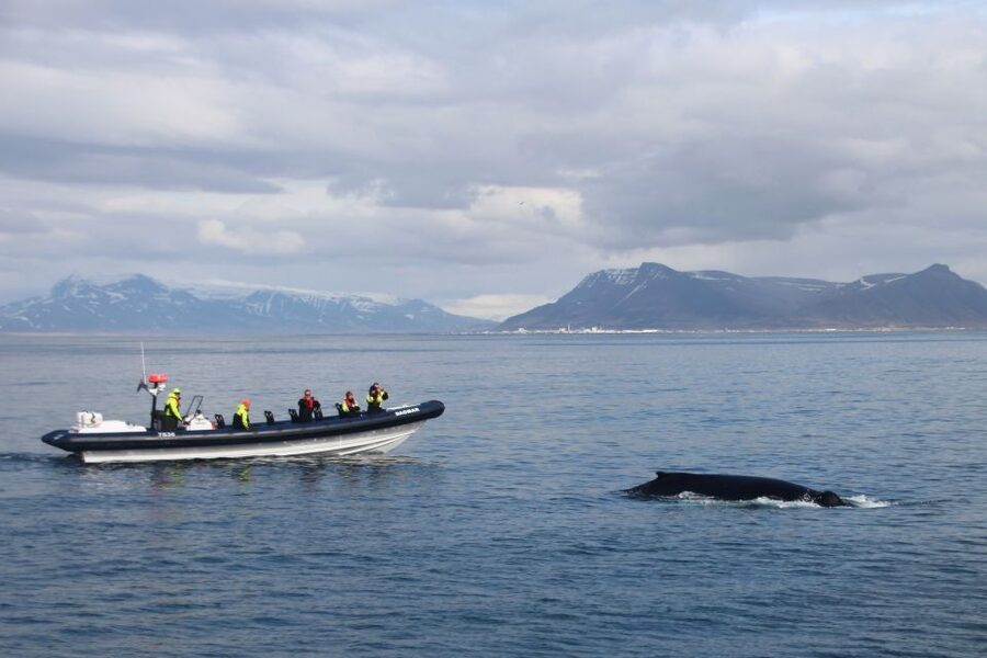 Reykjavik: Whale Watching Tour by RIB Boat - Why a RIB changes whale watching in Faxaflói Bay