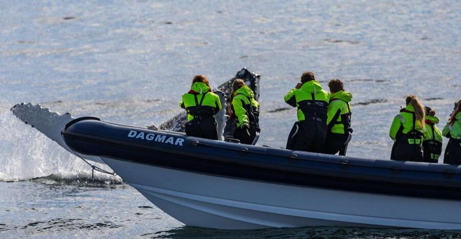 Reykjavik: Whale Watching Tour by RIB Boat - Searching the feeding grounds for whales