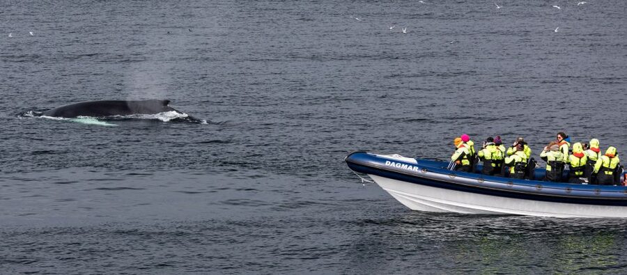 Reykjavik: Whale Watching Tour by RIB Boat - A summer stop near Akurey puffin island