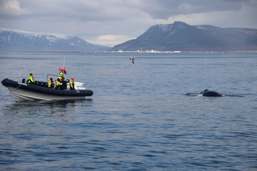 Reykjavik: Whale Watching Tour by RIB Boat - Is the speed comfortable?