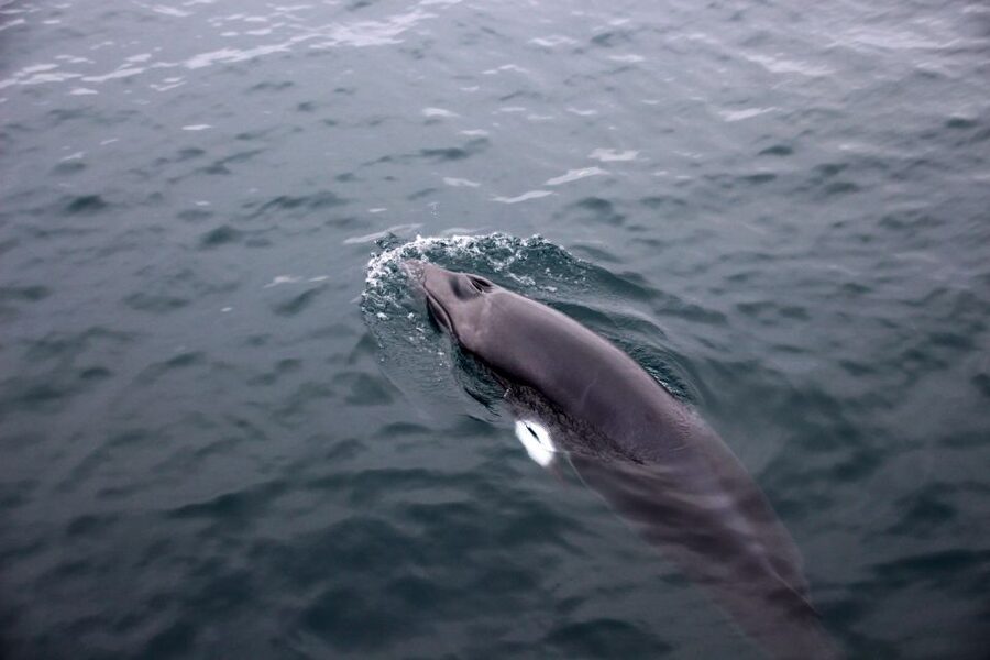 Reykjavik: Whale Watching Tour by RIB Boat - What the $194 price gets you