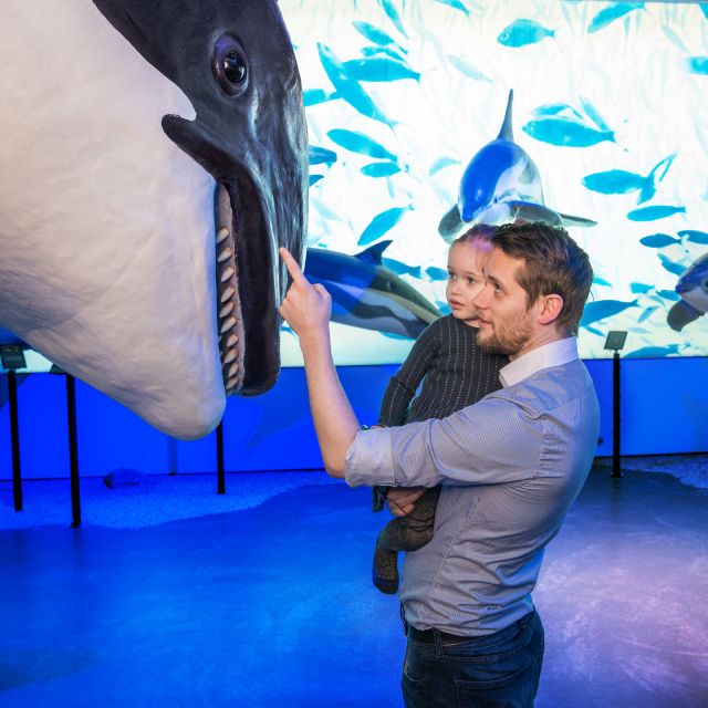 Reykjavik: Whale Watching Tour, Whales of Iceland Exhibition - Key points at a glance