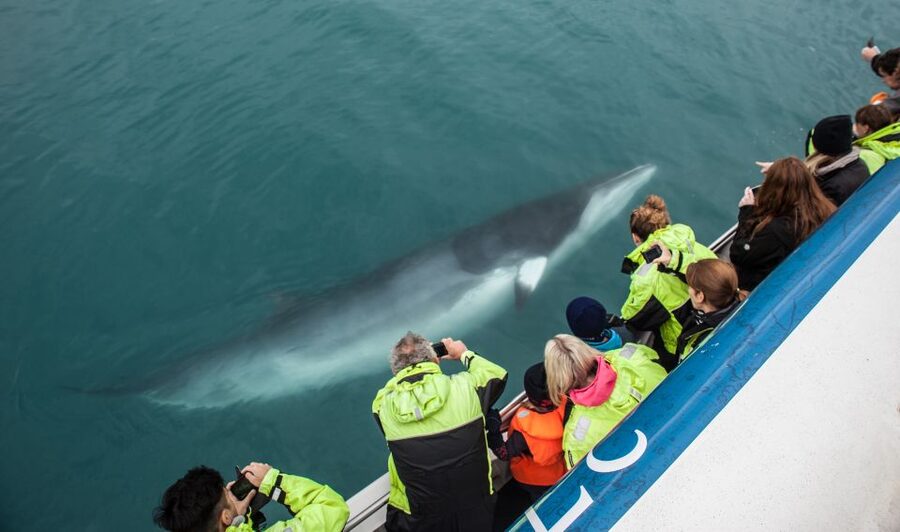 Reykjavik: Whale Watching Tour, Whales of Iceland Exhibition - Booking details worth knowing