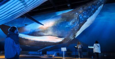 Whale Watching Tour, Whales of Iceland Exhibition