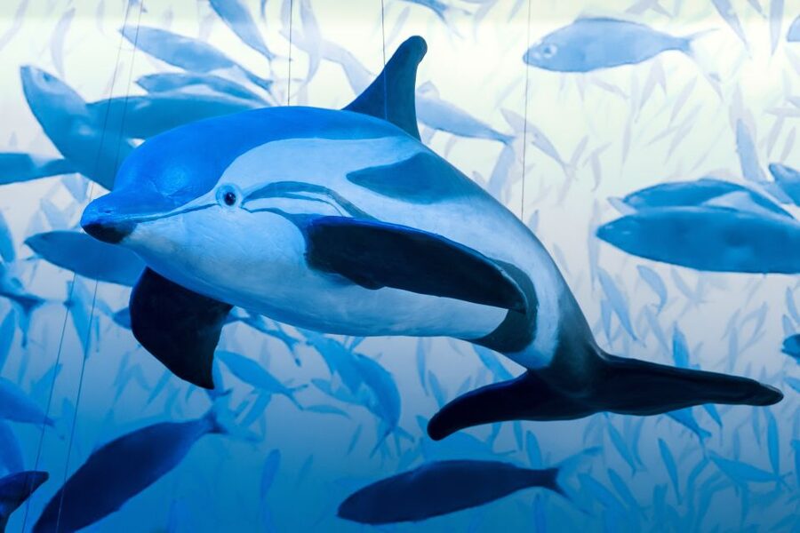 Reykjavik: Whale Watching Tour, Whales of Iceland Exhibition - The best time to go