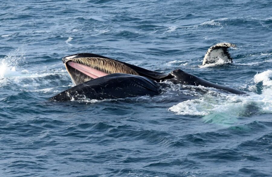 Reykjavik: Whale Watching Tour, Whales of Iceland Exhibition - Who will enjoy this most?