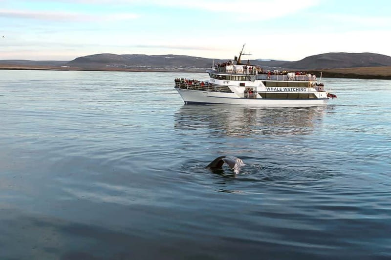Reykjavik: Whale Watching Tour with Expert Guide - Key points to know before sailing