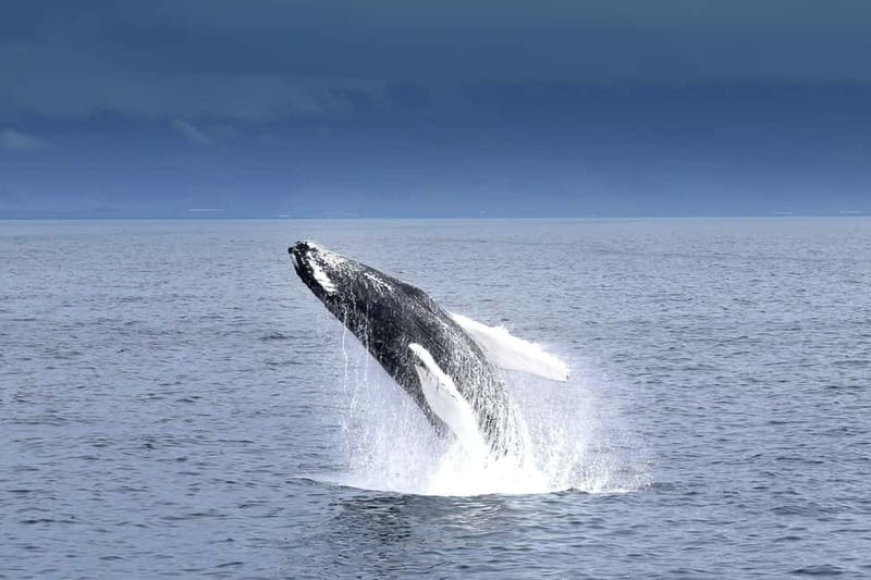 Reykjavik: Whale Watching Tour with Expert Guide - Andrea’s decks, windows, and indoor refuge