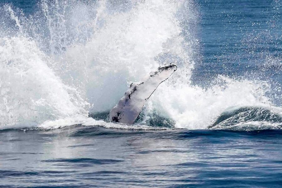Reykjavik: Whale Watching Tour with Expert Guide - The guide turns scanning into learning