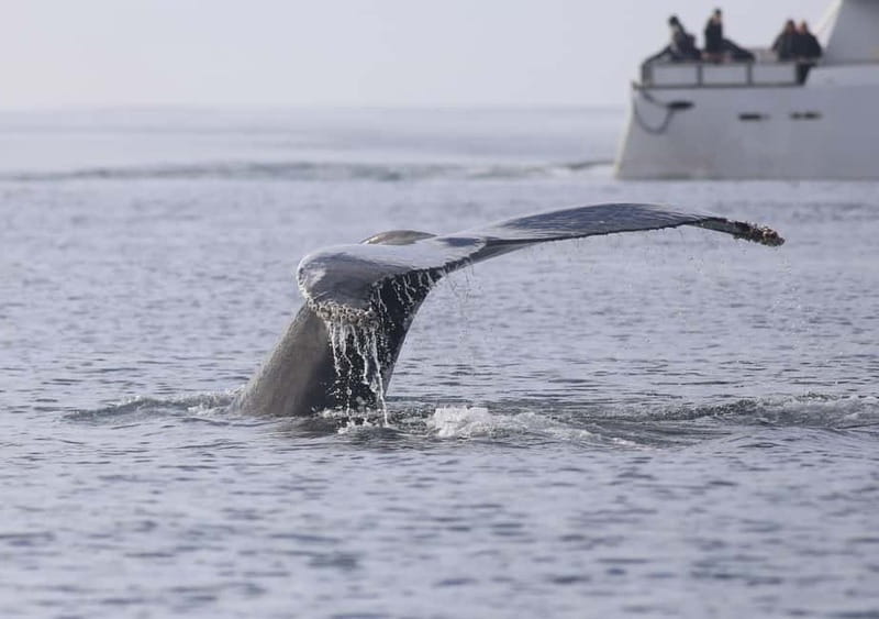 Reykjavik: Whale Watching Tour with Expert Guide - The free return ticket changes the value calculation