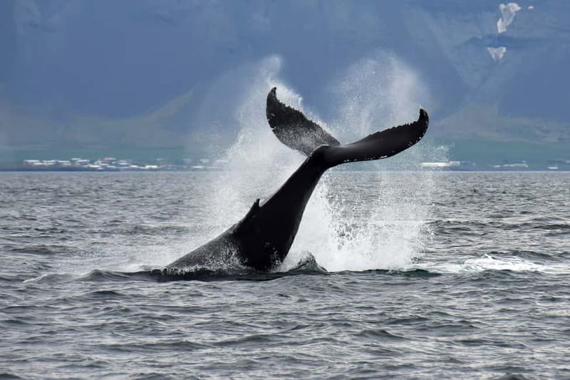 Reykjavik: Whale Watching Tour with Expert Guide - What the Classic trip is like
