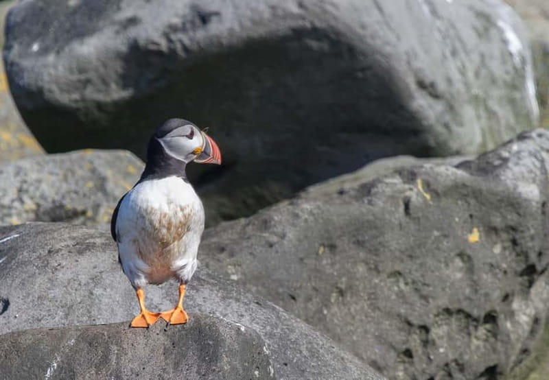 Reykjavik: Whales and Puffins Express Cruise Combo Tour - Key points to know before you book