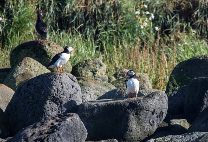 Reykjavik: Whales and Puffins Express Cruise Combo Tour - Should you book the Reykjavik whale and puffin combo?