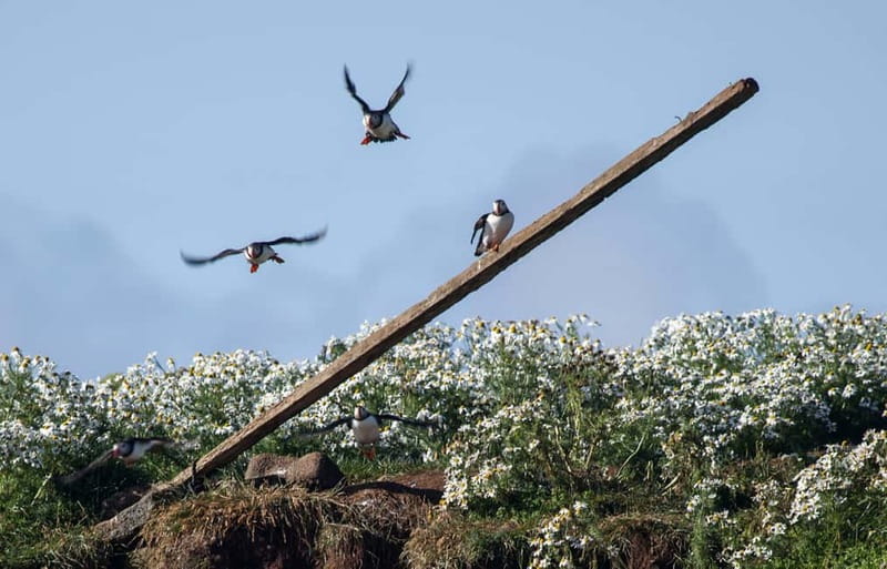Reykjavik: Whales and Puffins Express Cruise Combo Tour - Two wildlife cruises, two very different boats