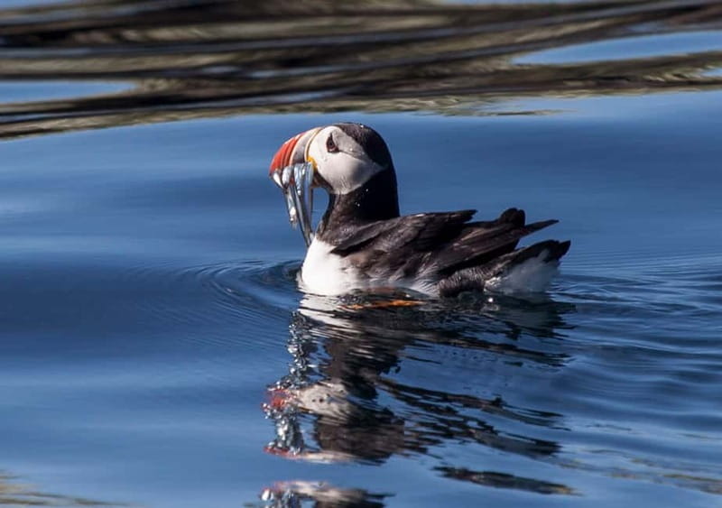 Reykjavik: Whales and Puffins Express Cruise Combo Tour - Searching Faxaflói Bay for whales