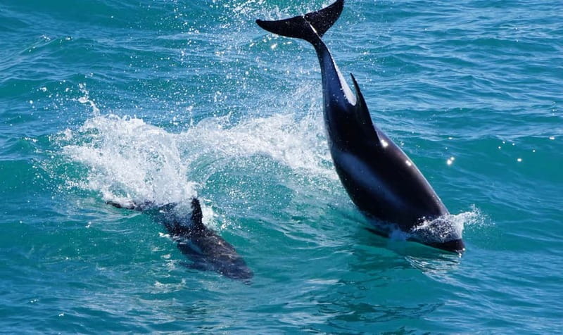 Reykjavik: Whales and Puffins Express Cruise Combo Tour - Picking the best departure order