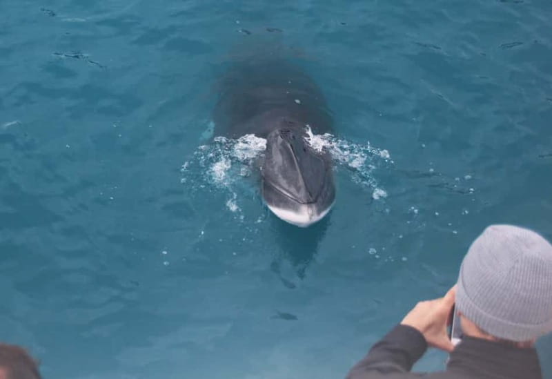 Reykjavik: Whales and Puffins Express Cruise Combo Tour - Staying warm when the bay turns cold