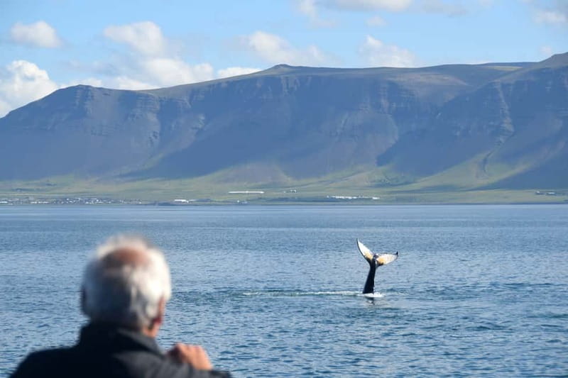Reykjavik: Whales and Puffins Express Cruise Combo Tour - How good is the value at $148?