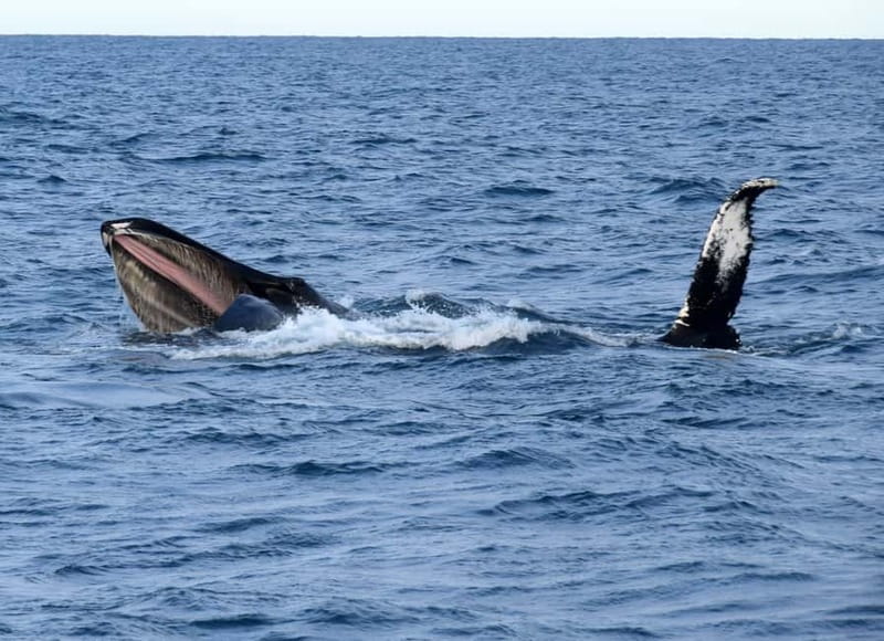Reykjavik: Whales and Puffins Express Cruise Combo Tour - What the guides add to the day