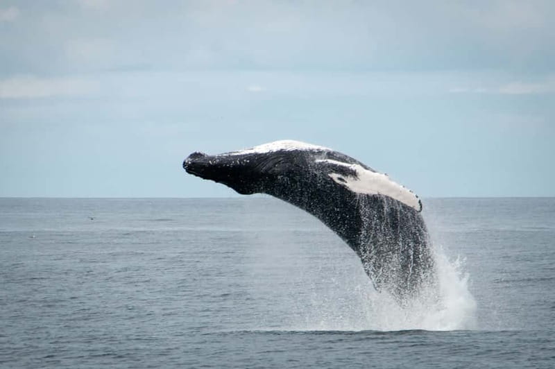 Reykjavik: Whales and Puffins Express Cruise Combo Tour - Who will enjoy this combo most?
