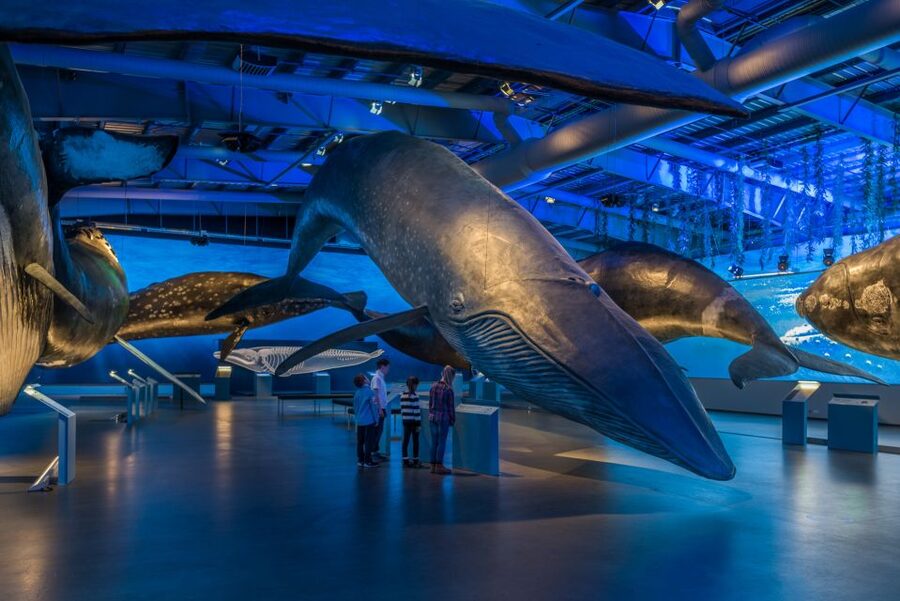 Reykjavik: Whales of Iceland Museum Entrance Ticket - Key points at a glance