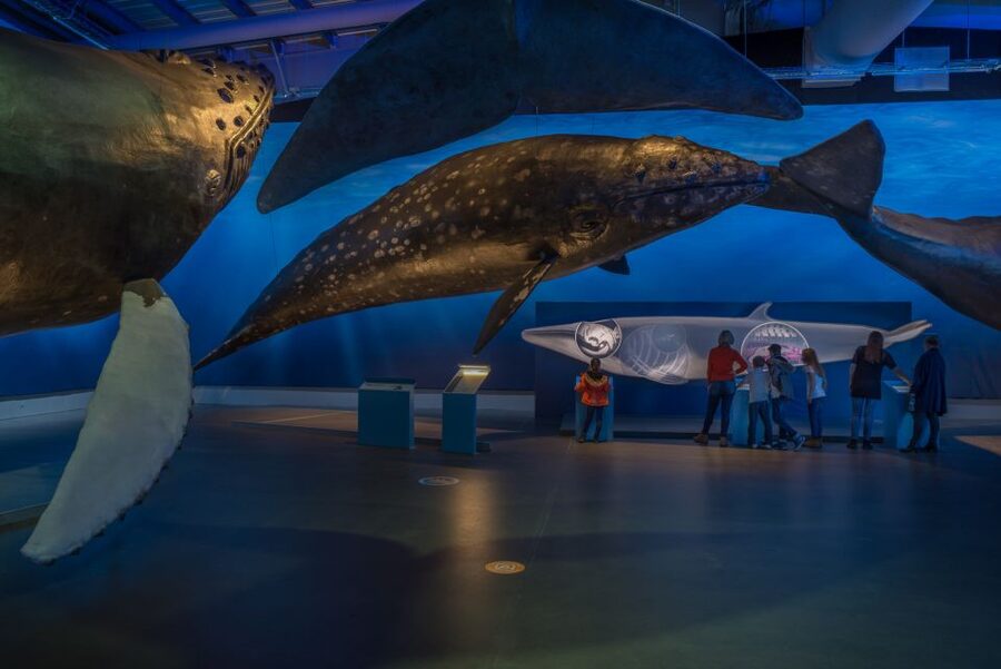 Reykjavik: Whales of Iceland Museum Entrance Ticket - Interactive displays for adults and children