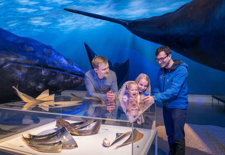 Reykjavik: Whales of Iceland Museum Entrance Ticket - What the $34 admission buys you
