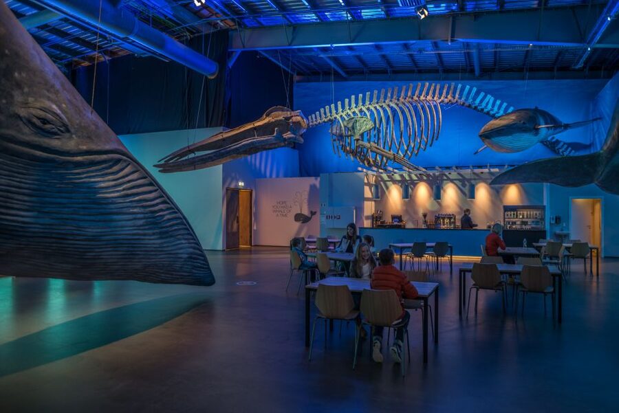 Reykjavik: Whales of Iceland Museum Entrance Ticket - A good companion to whale watching