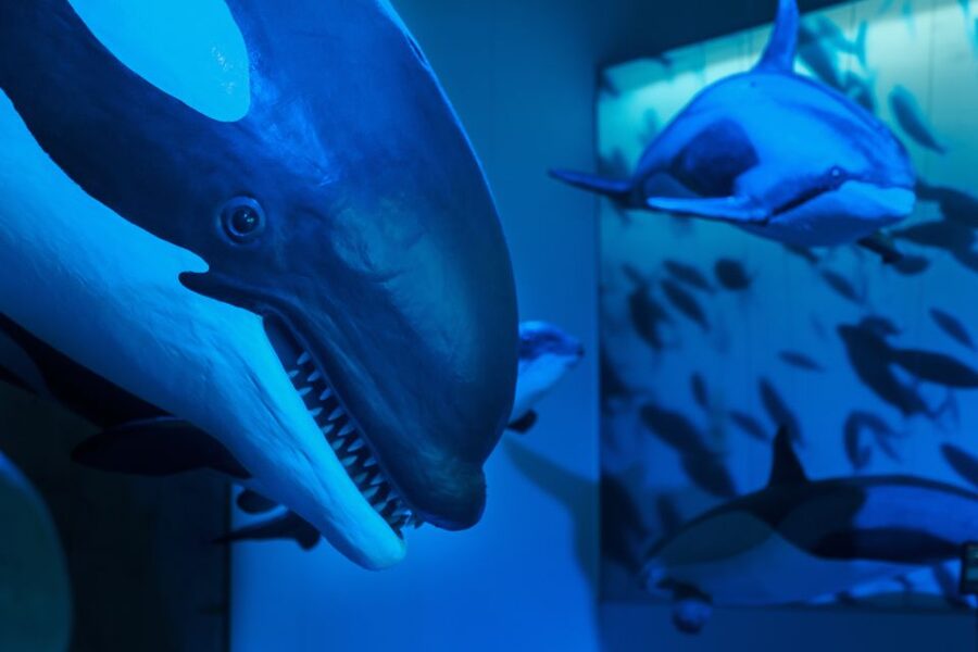 Reykjavik: Whales of Iceland Museum Entrance Ticket - Who will enjoy this museum most?