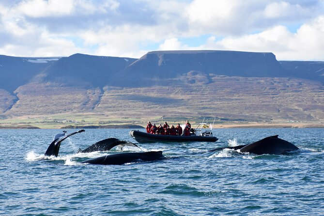 RIB boat express: Whales, Eyjafjord and Akureyri - Key points before you book