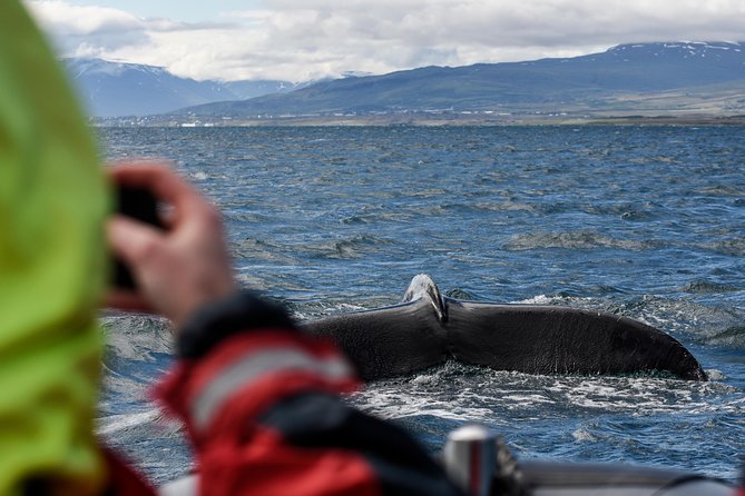 RIB boat express: Whales, Eyjafjord and Akureyri - Why the 12-seat boat matters