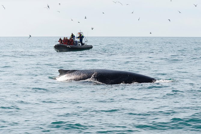 RIB boat express: Whales, Eyjafjord and Akureyri - Staying warm on an exposed Arctic ride