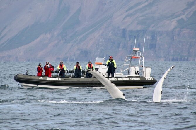 RIB boat express: Whales, Eyjafjord and Akureyri - Is $192.66 good value?