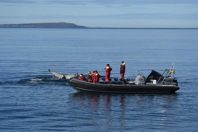 RIB boat express: Whales, Eyjafjord and Akureyri - Fitting the trip into an Akureyri day