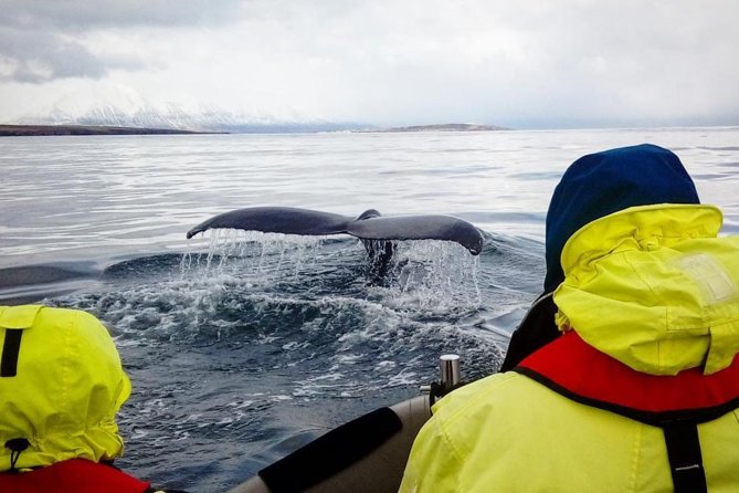 RIB boat express: Whales, Eyjafjord and Akureyri - Who will enjoy this RIB tour most?