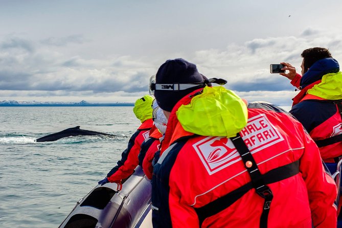 RIB Whale Watching Small-Group Boat Tour from Reykjavik - Akurey and the puffin islands from early May to August