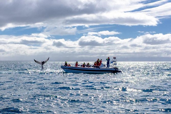 RIB Whale Watching Small-Group Boat Tour from Reykjavik - Suspension seats help, but the sea still moves