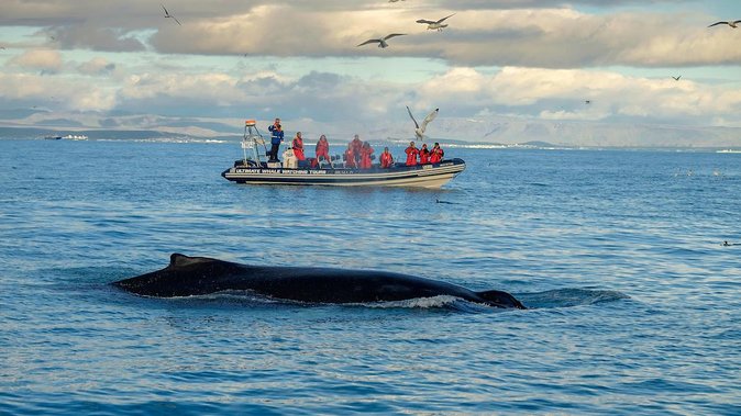 RIB Whale Watching Small-Group Boat Tour from Reykjavik - Reykjavík’s waterfront on the way home