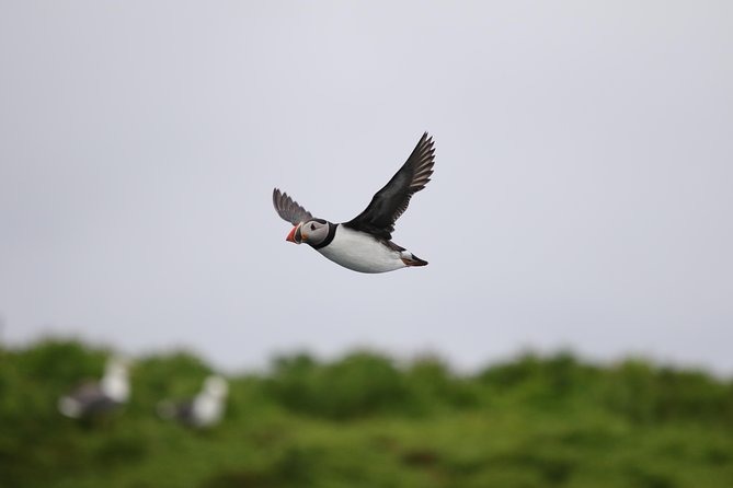 RIB Whale Watching Small-Group Boat Tour from Reykjavik - What the $208.09 price really buys you