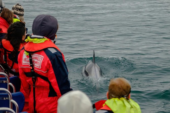 RIB Whale Watching Small-Group Boat Tour from Reykjavik - Weather, cancellations, and choosing your departure day