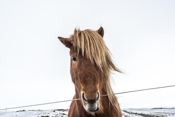 Small-Group Golden Circle Full-Day Tour from Reykjavik - The guide can shape the whole day