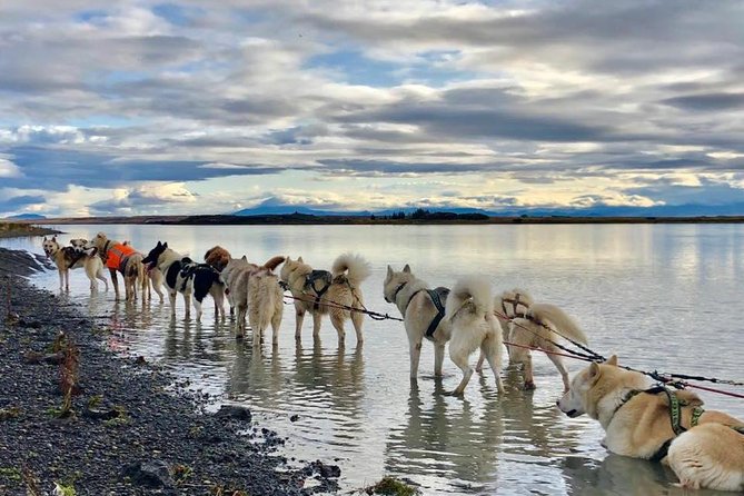 Small Group Husky Sledding Tour from Capital Region - Meeting the huskies near Mosfellsbær