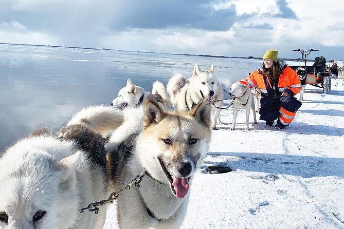 Small Group Husky Sledding Tour from Capital Region - Why the dry-land option matters