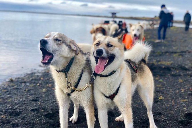 Small Group Husky Sledding Tour from Capital Region - Getting there from Reykjavik