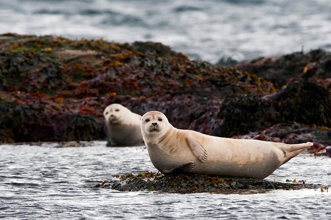 Small-Group Snaefellsnes National Park Day Trip from Reykjavik - Ytri Tunga and the seal beach